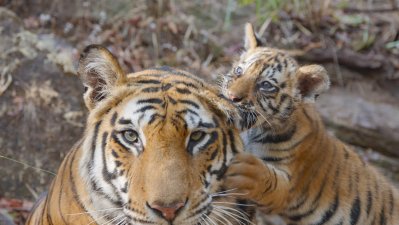 [Reseña] Tigres / Crianza de Tigres: El lado íntimo de los grandes felinos a rayas
