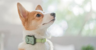 PetPhone: un nuevo smartphone que conectará al dueño con sus mascotas