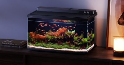 Aquí tienen un acuario con IA que vigila, alimenta y hasta ilumina a tus peces